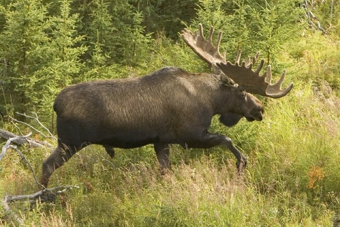 Американский Лось Moose