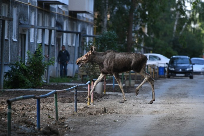 Гуляющий по городу Лось