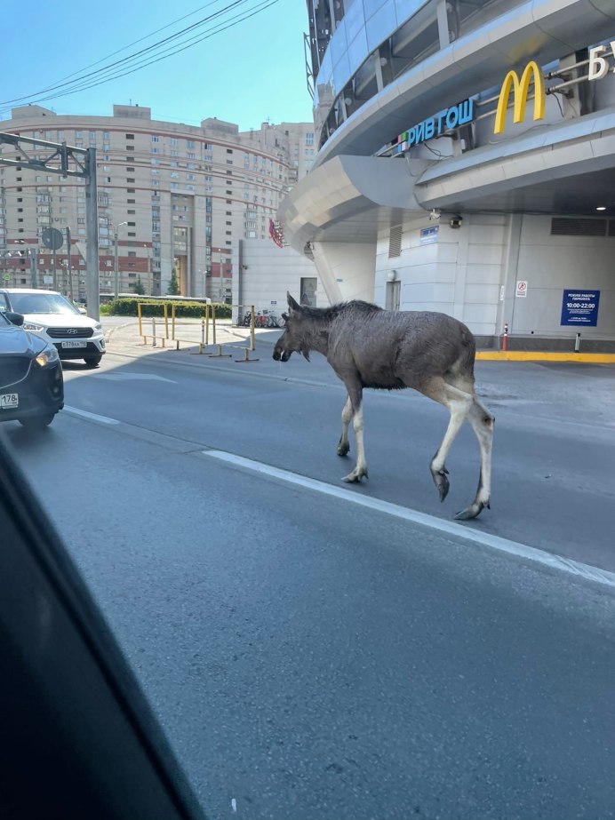 Лоси на коменлдантском проспект