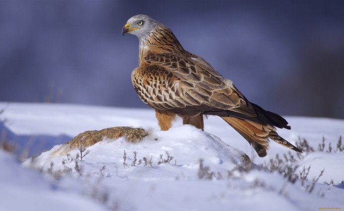 Ястреб канюк Орел Коршун