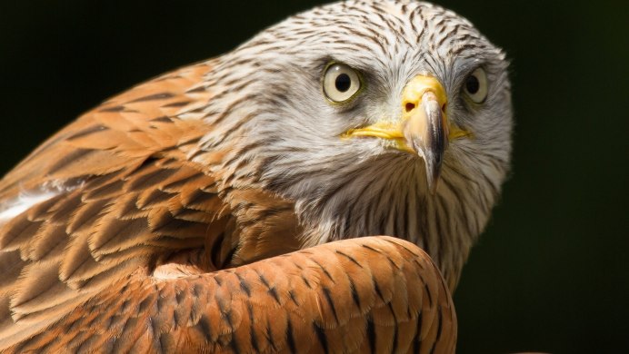 Сокол ястреб Коршун