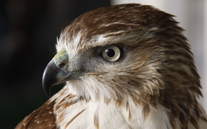 Сокол Пилигрим птица