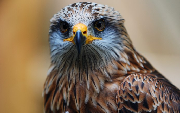 Отряд дневные Хищные птицы клюв