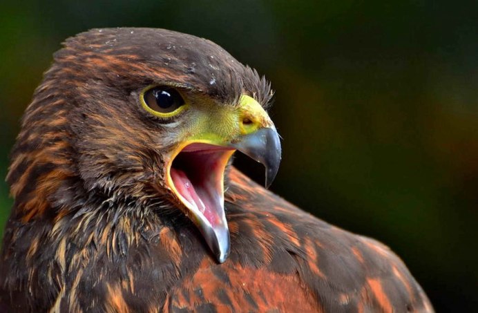 Скальный канюк