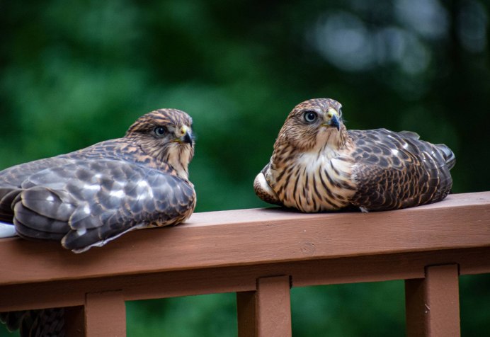 Краснохвостый канюк