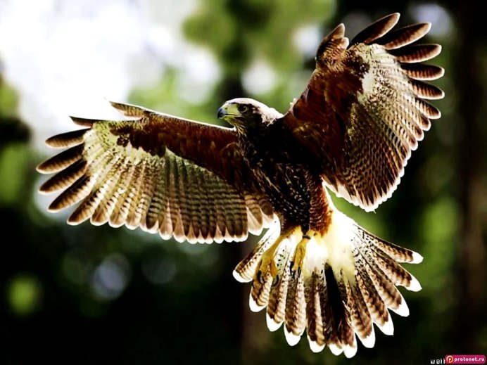 Сокол Пилигрим