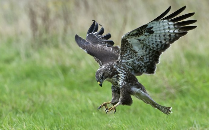 Сокол Орел ястреб канюк