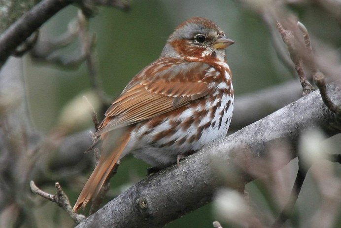 Petronia Petronia