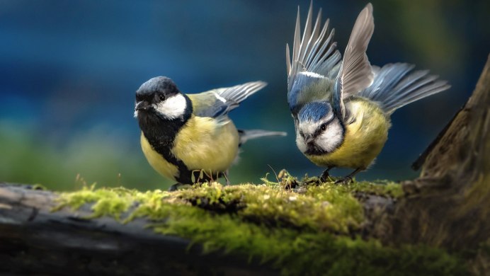 Лазоревка (cyanistes caeruleus)