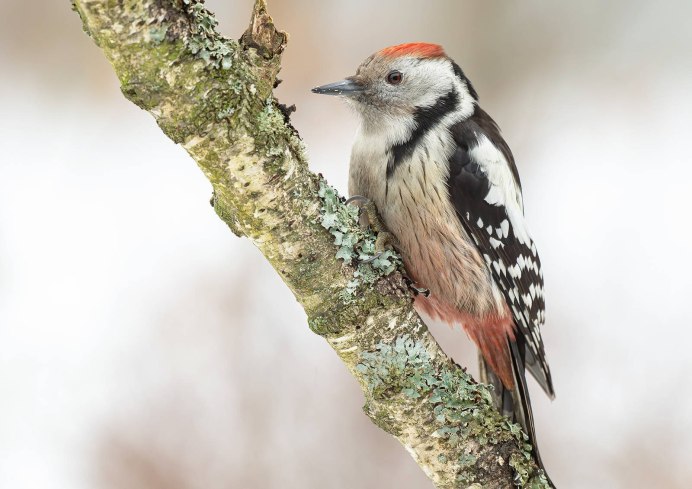 Красный дятел