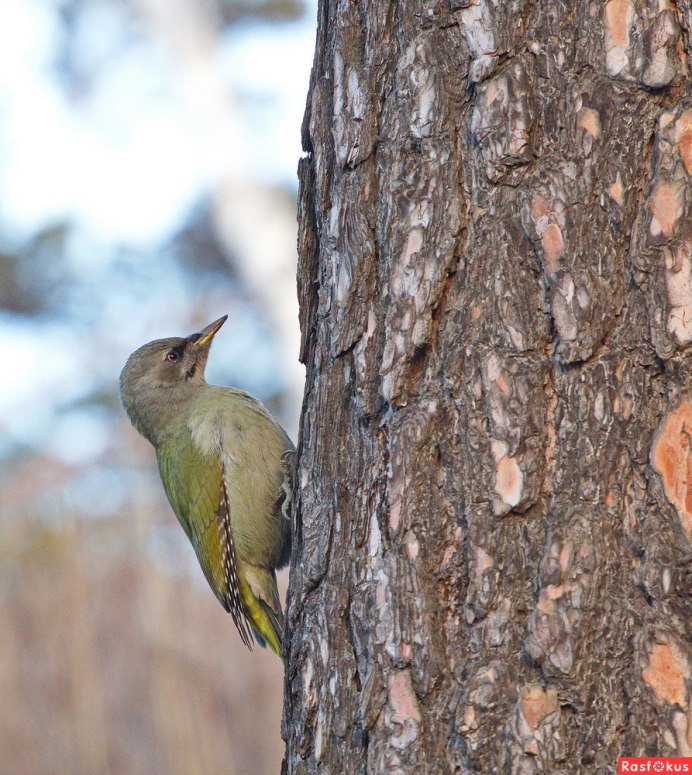 Золотистый шишкоклювый дятел