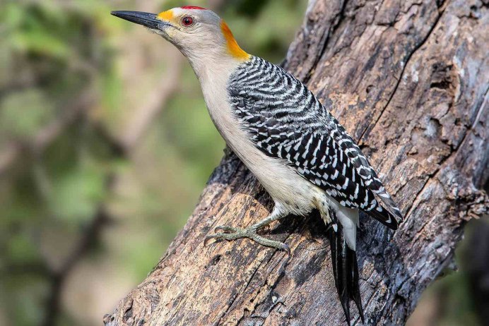 Дятел хохлатая Желна