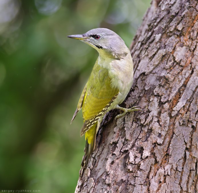 Белоспинный дятел головка