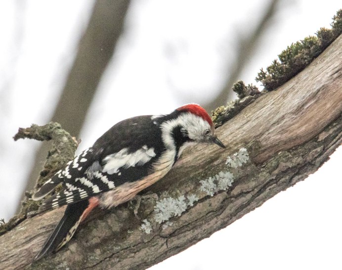 Дятел долбонос