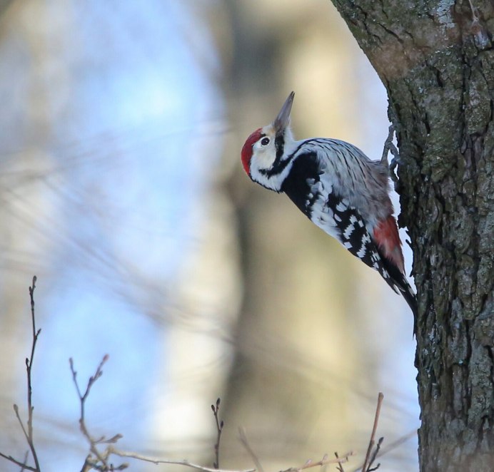 Кубинский шилоклювый дятел