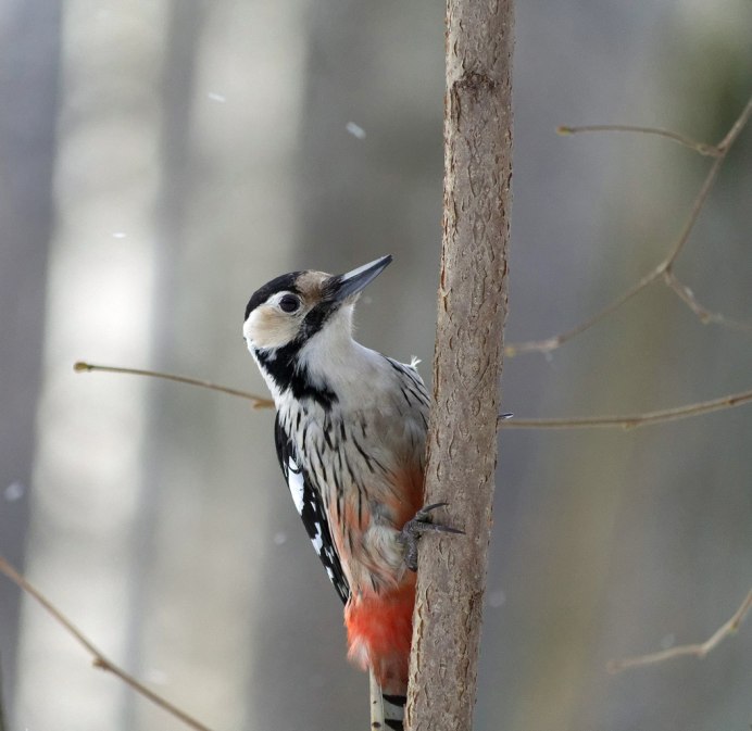 Желтобрюхий дятел-сосун