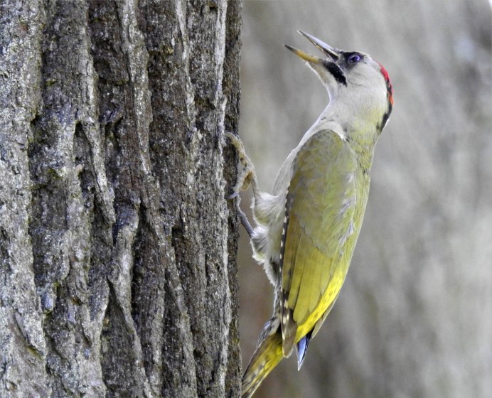 Морской дятел