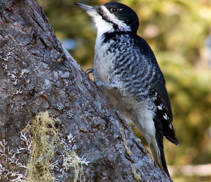 Белоспинный дятел – Dendrocopos leucotos