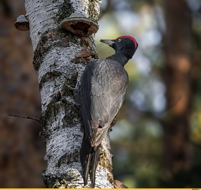 Породы Дятлов Урала