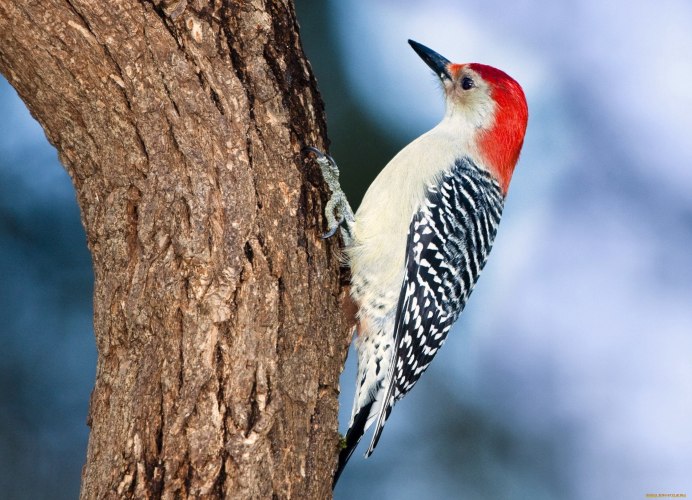 Желтый дятел птица