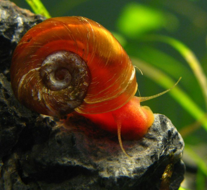 Катушка Роговая - Planorbarius corneus