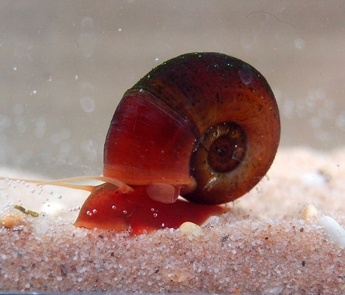 ЖИВОРОДКА Речная viviparus viviparus