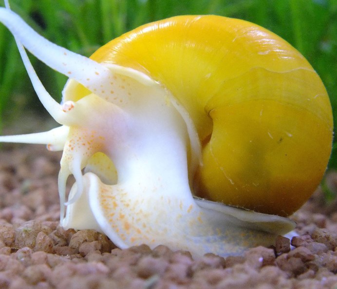 Физа пузырчатая Physa fontinalis