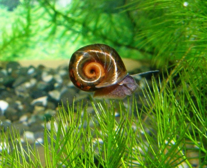 Роговая катушка – Planorbis corneus