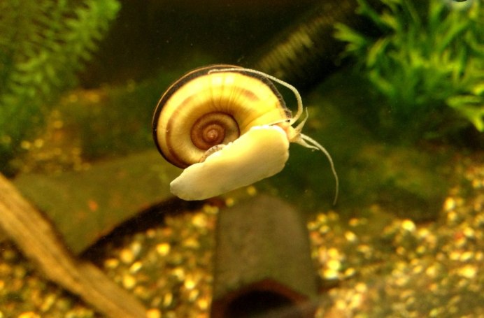 Роговая катушка – Planorbis corneus