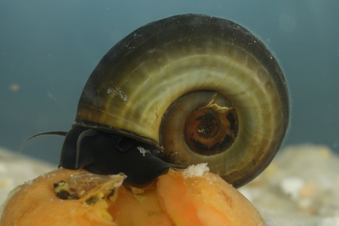 Coretus corneus