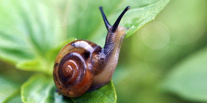 Planorbarius Grandis