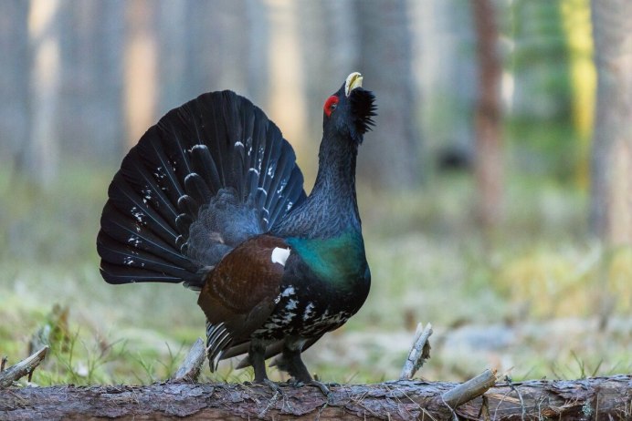 Глухарь (Tetrao urogallus)