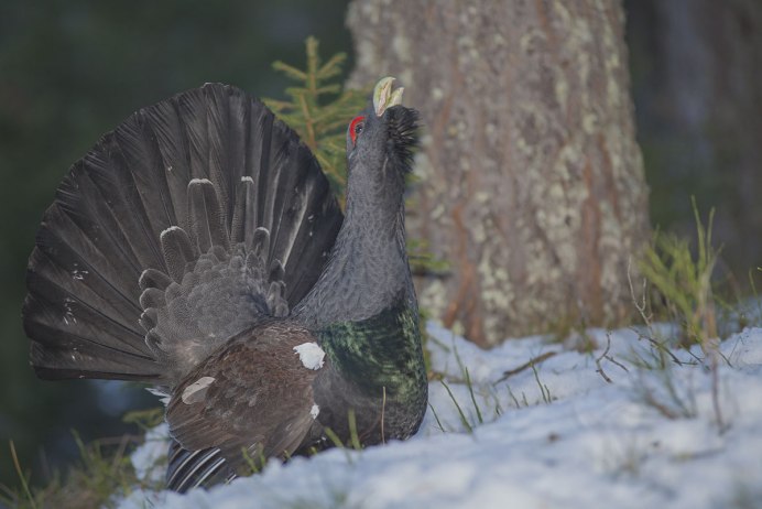 Глухарь (Tetrao urogallus)