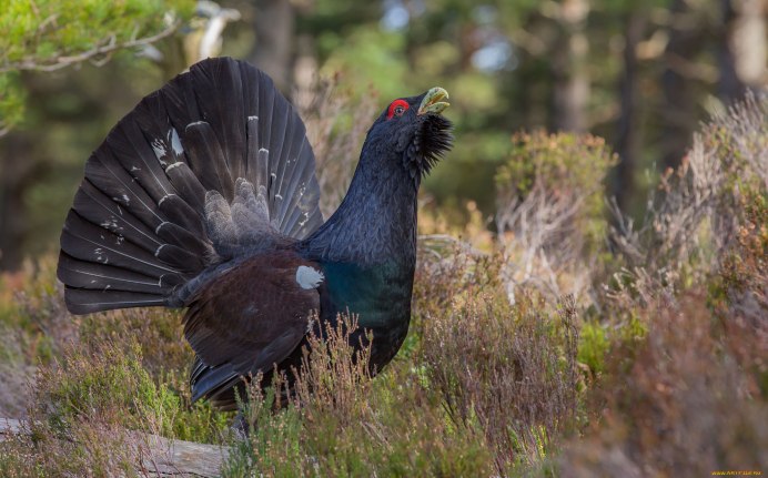 Глухарь - Capercaillie