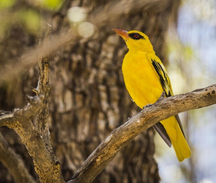 Маленькая желтая птичка