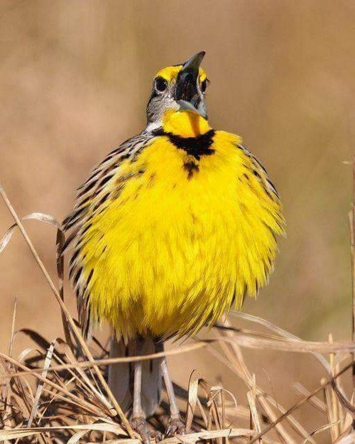 Желтая птица