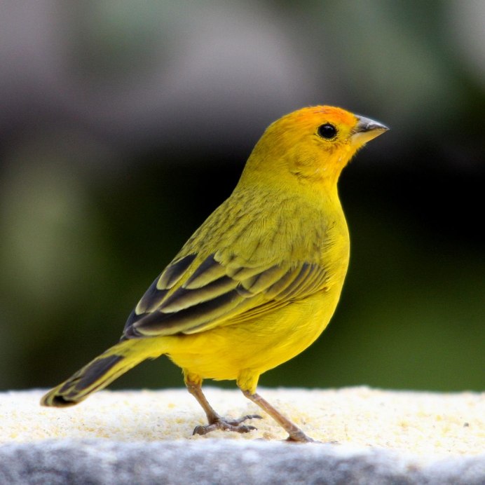 Золотохохлая синица