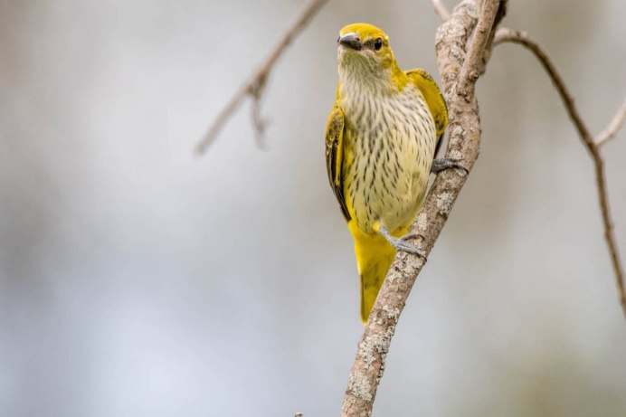 Отряд воробьиных желтогрудка