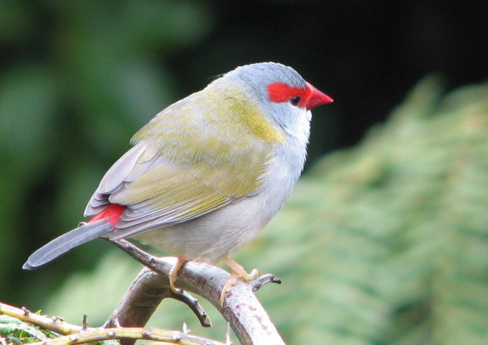 Южная серебристая Чайка