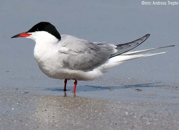 Крачка Инка усы