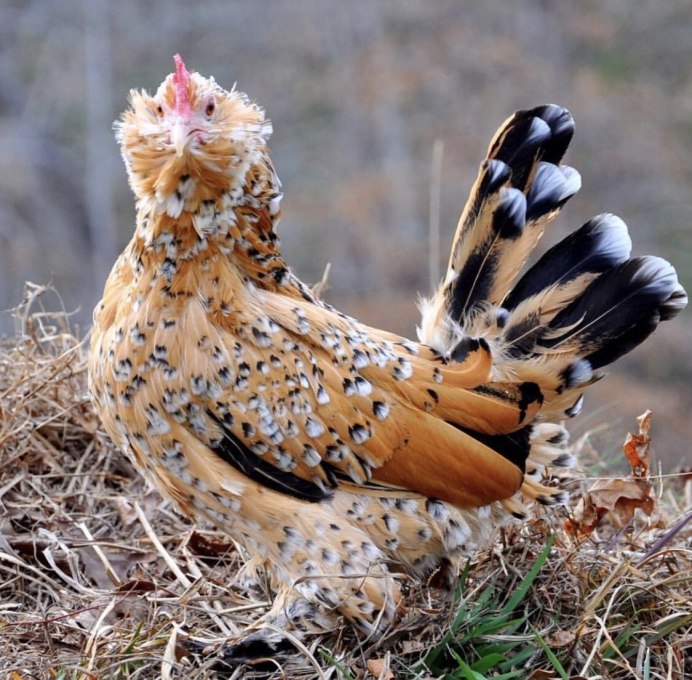 Лысуха (Fulica atra)
