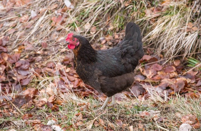 Лысуха (Fulica atra)