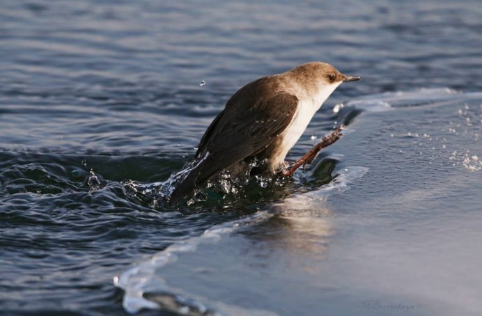 Водяной Воробей оляпка