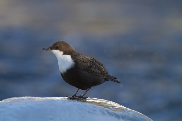 Оляпка (cinclus cinclus)