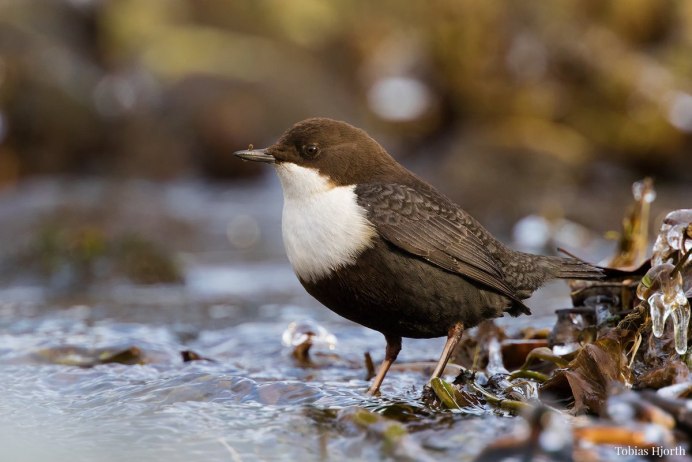 Оляпка (cinclus cinclus)
