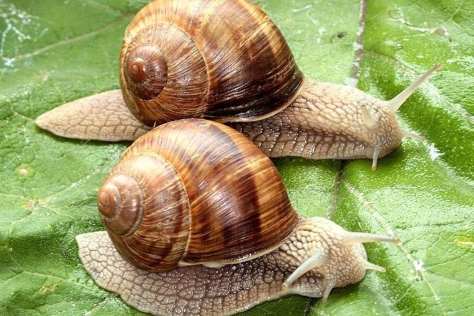 Брюхоногие литторины