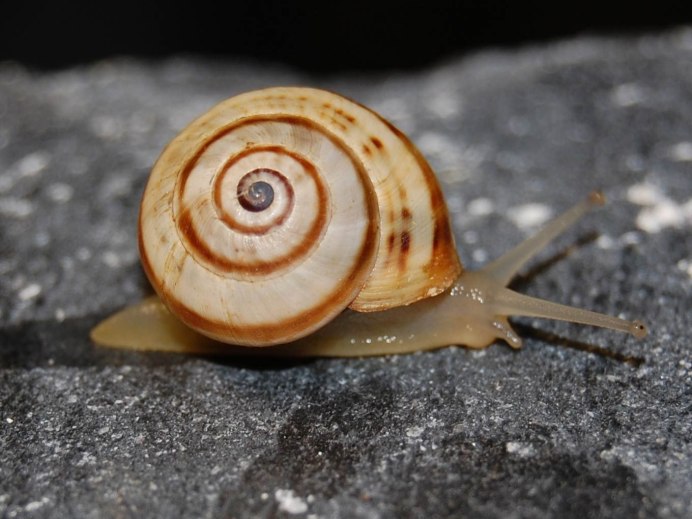 Брюхоногие моллюски (улитки)