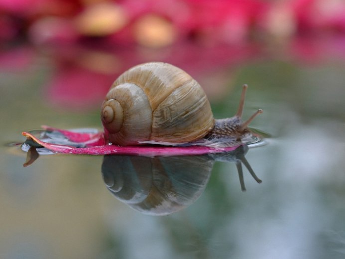 Лужанка Болотная