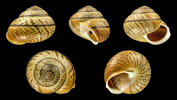 Улитка Priotrohatella stellata