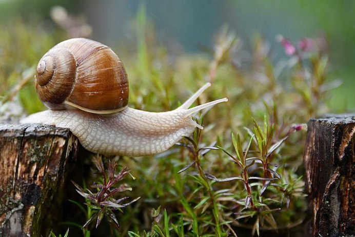 Helix pomatia Виноградная улитка